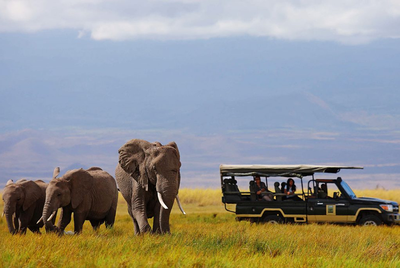 Kenya Safari Guided Tour